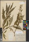 Foto von Salix alba L. x Salix fragilis L.